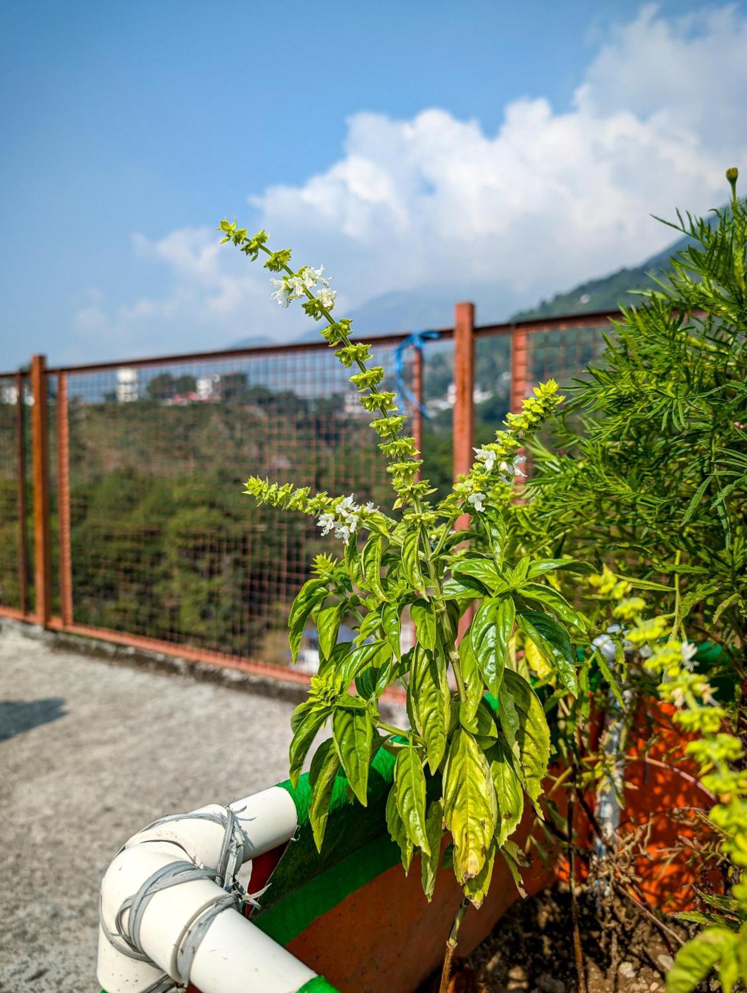 Hobo Hostel Dharamshala Dış mekan fotoğraf